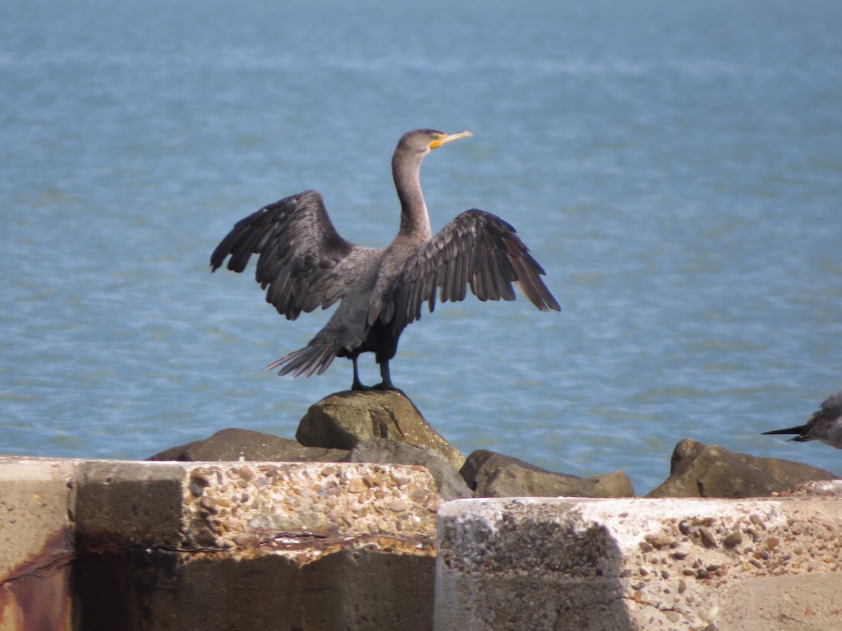 Ушастый баклан - ML646219092