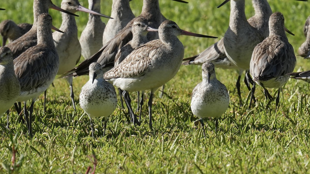 Great Knot - ML646219093
