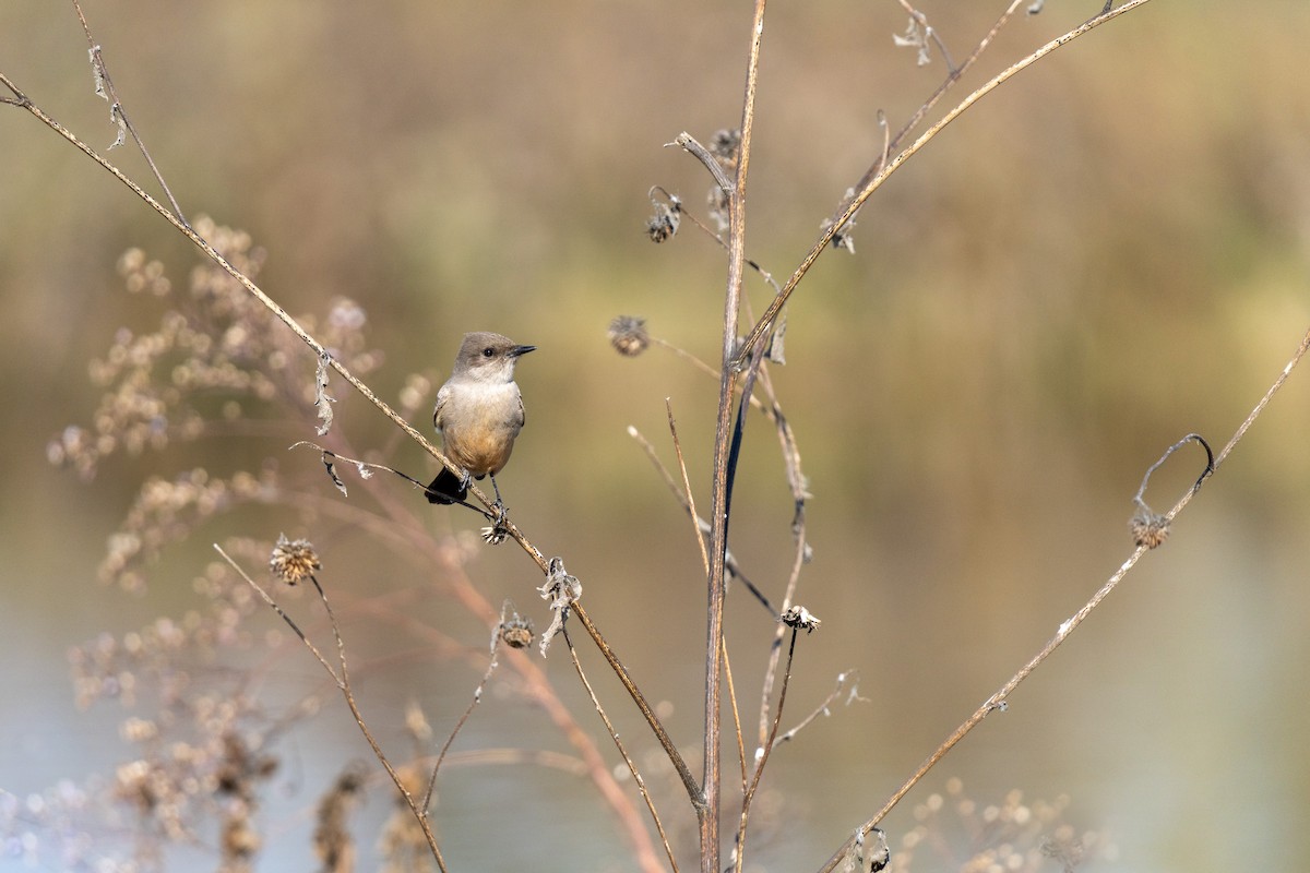 Say's Phoebe - ML646219095