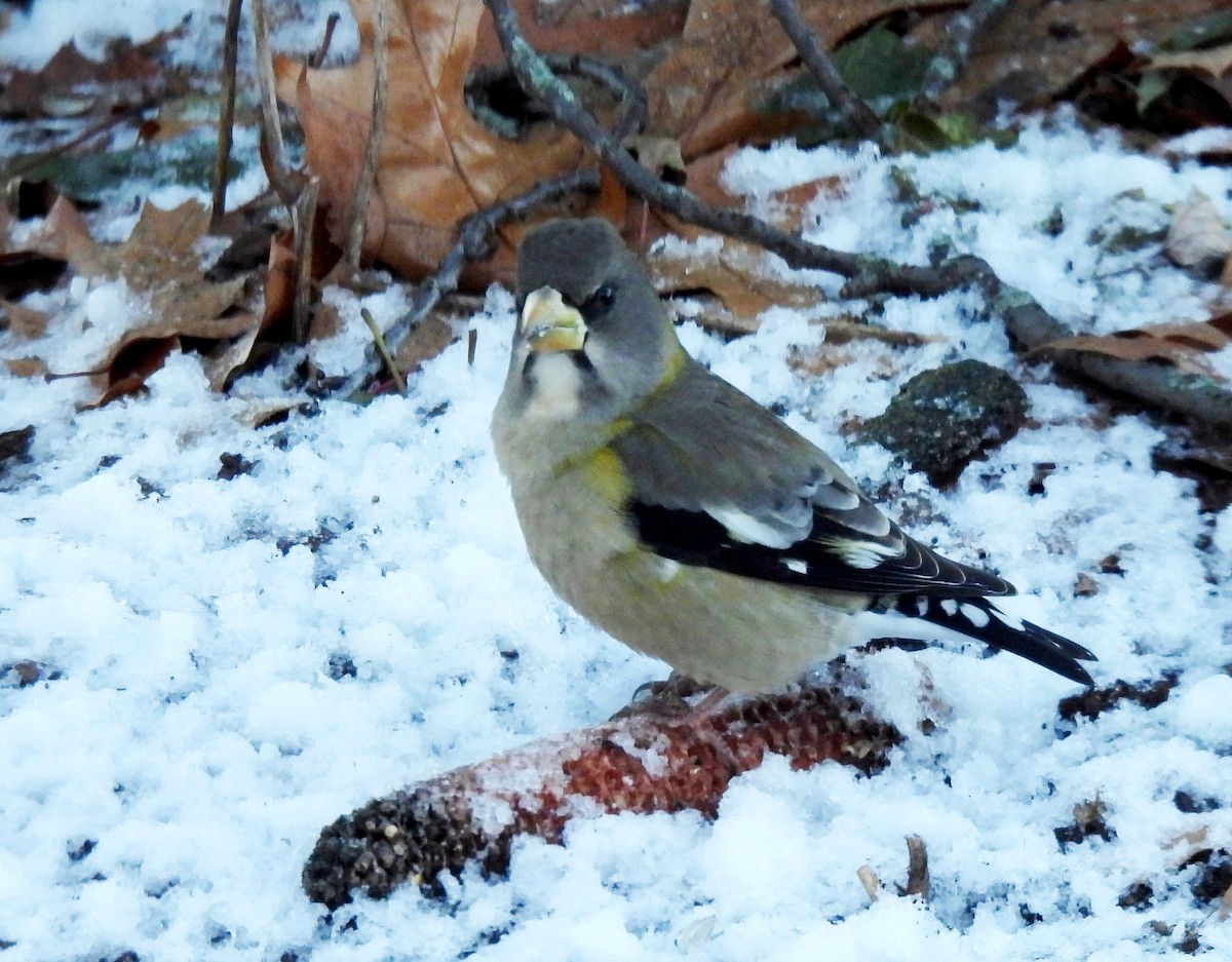 Evening Grosbeak - ML646219098