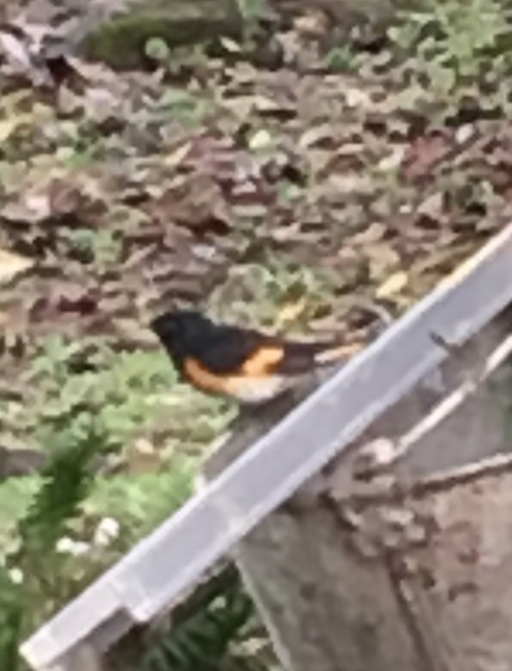 American Redstart - ML646219099