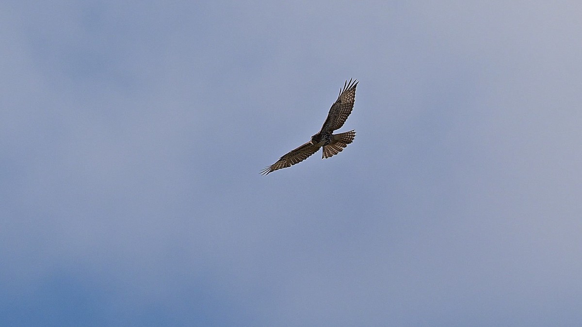 Red-tailed Hawk - ML646219101