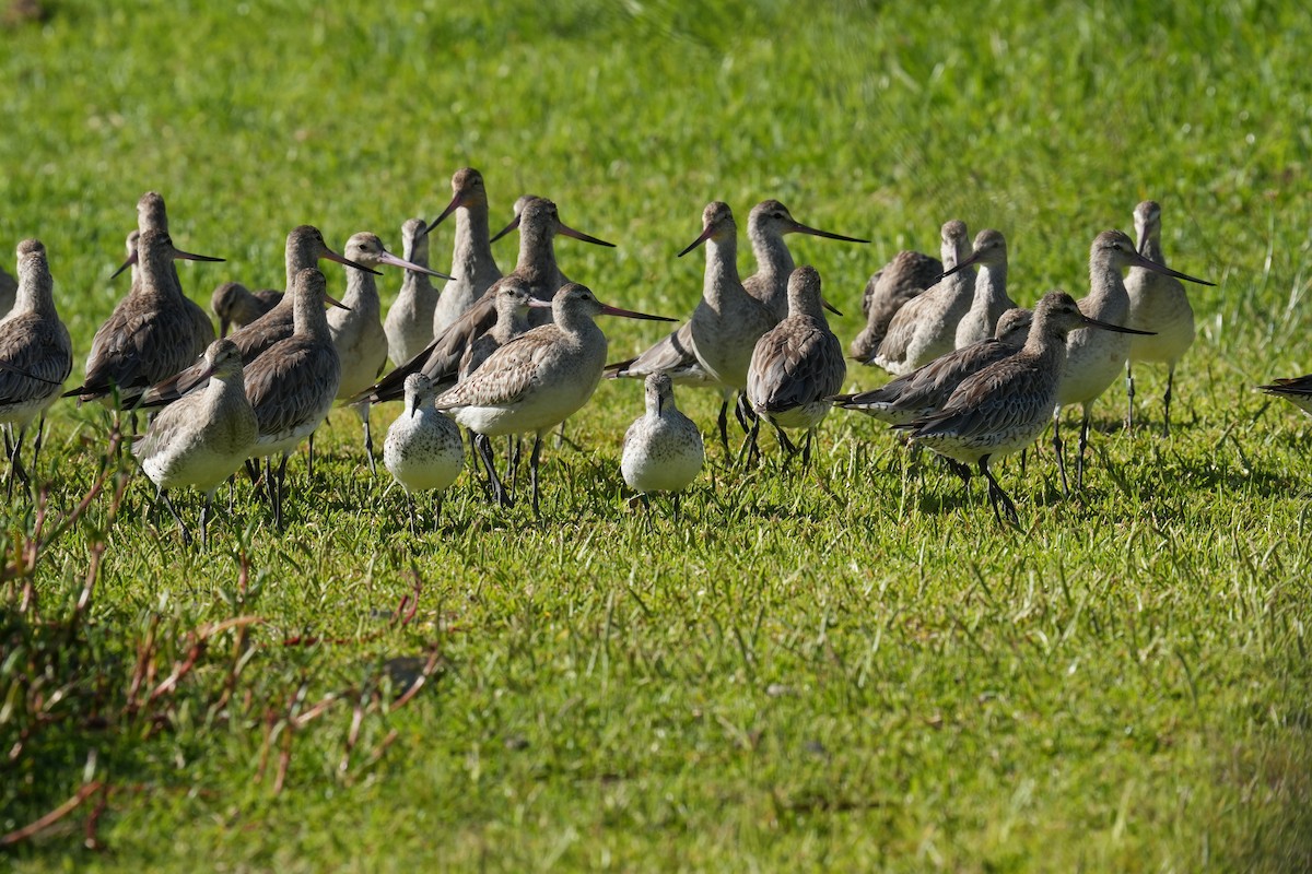 斑尾鷸 - ML646219103