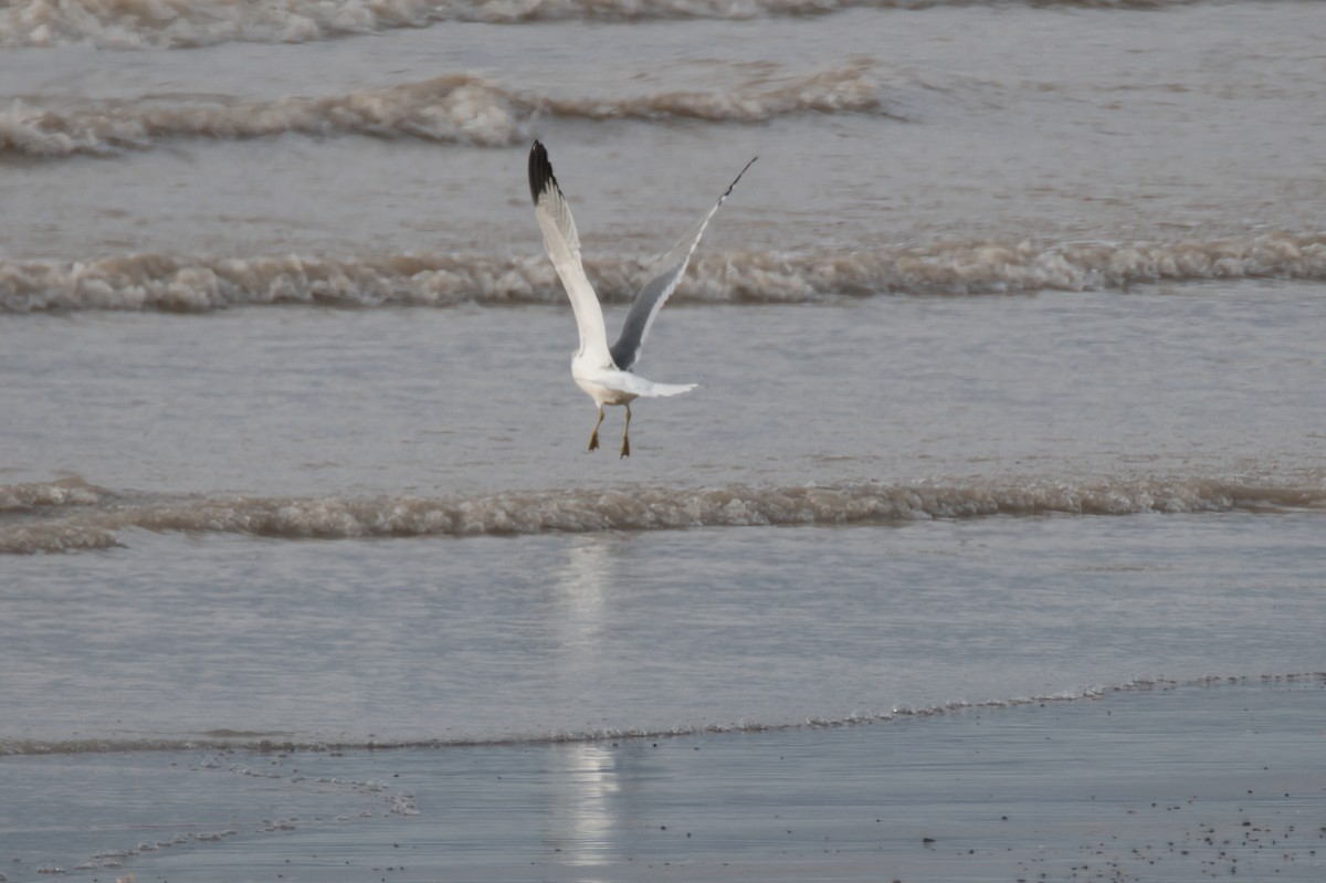 Ring-billed Gull - ML646219104
