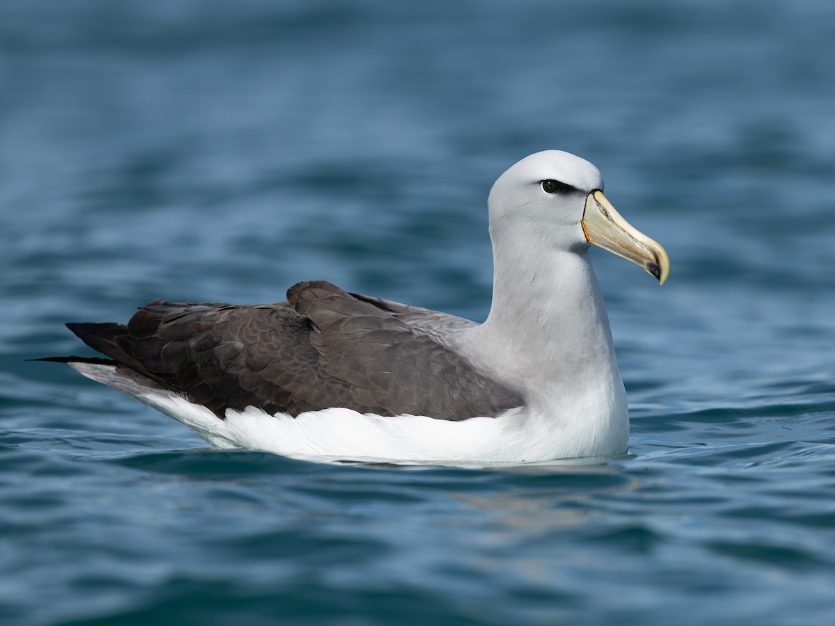 Salvin's Albatross - ML646219105