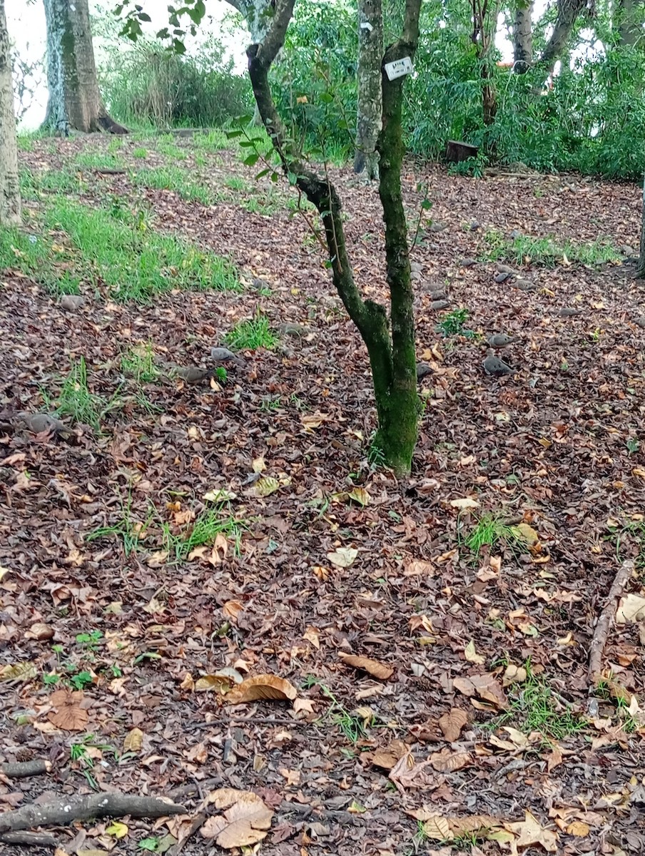 Eared Dove - ML646219106