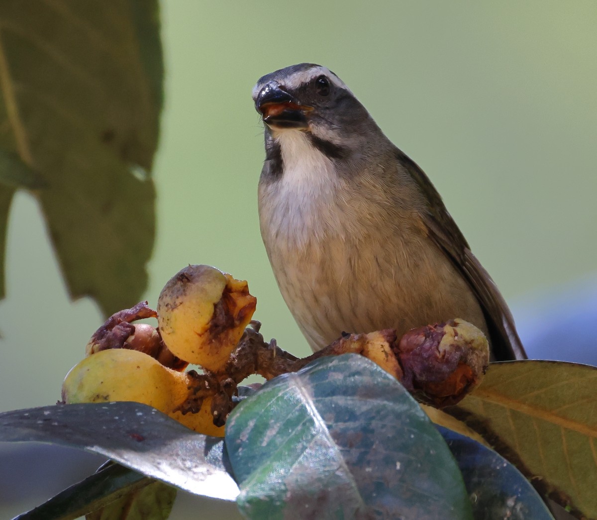 Green-winged Saltator - ML646219107