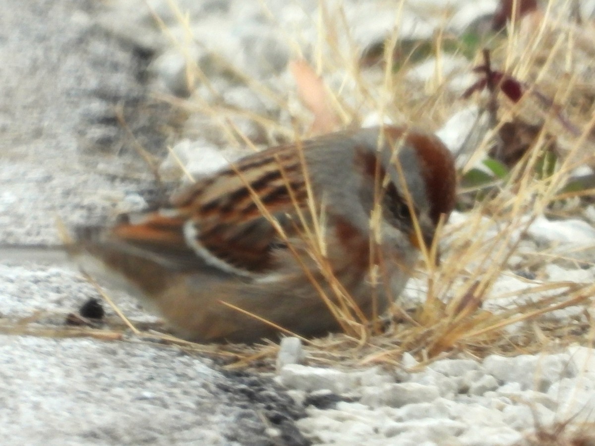 American Tree Sparrow - ML646219110