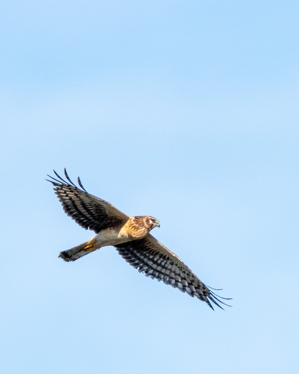 Northern Harrier - ML646219111