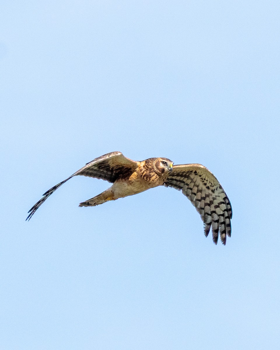 Northern Harrier - ML646219114