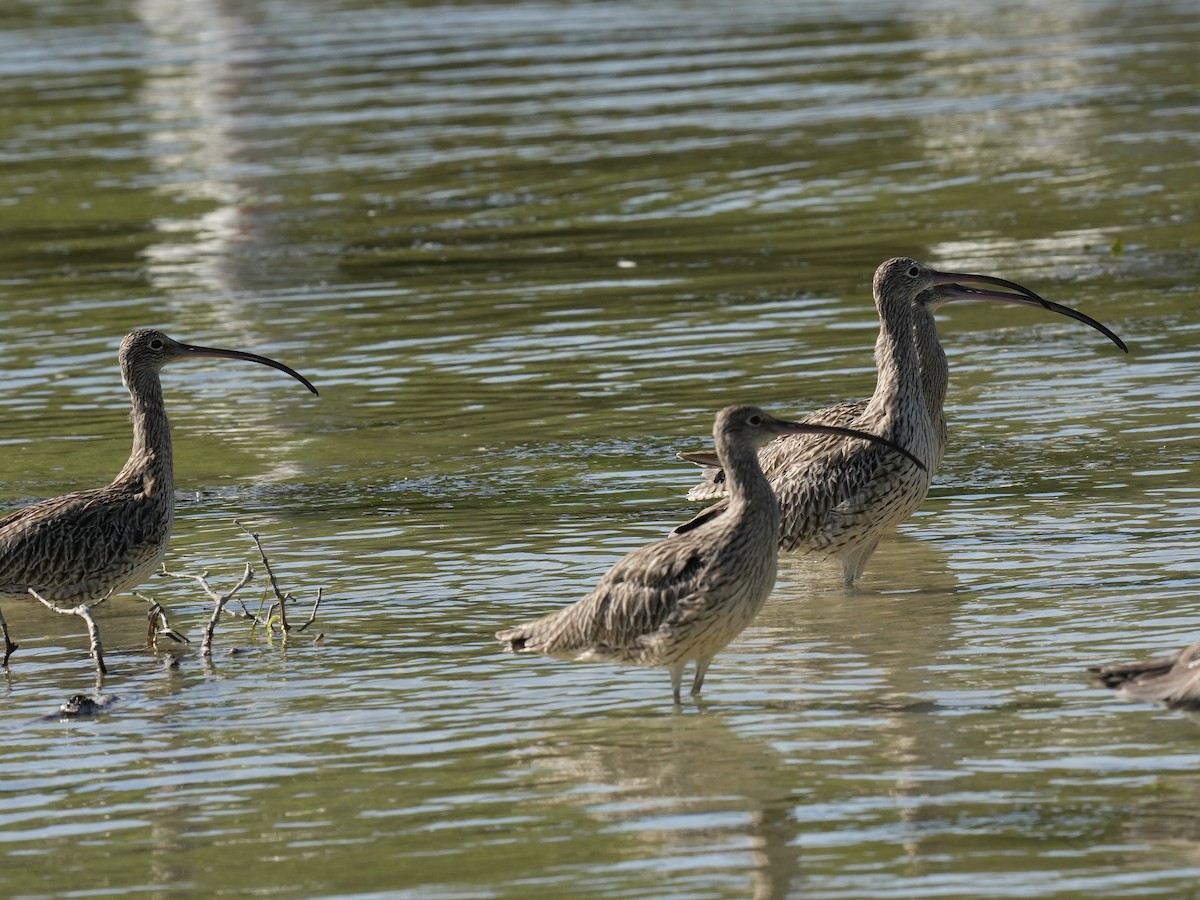 黦鷸 - ML646219117