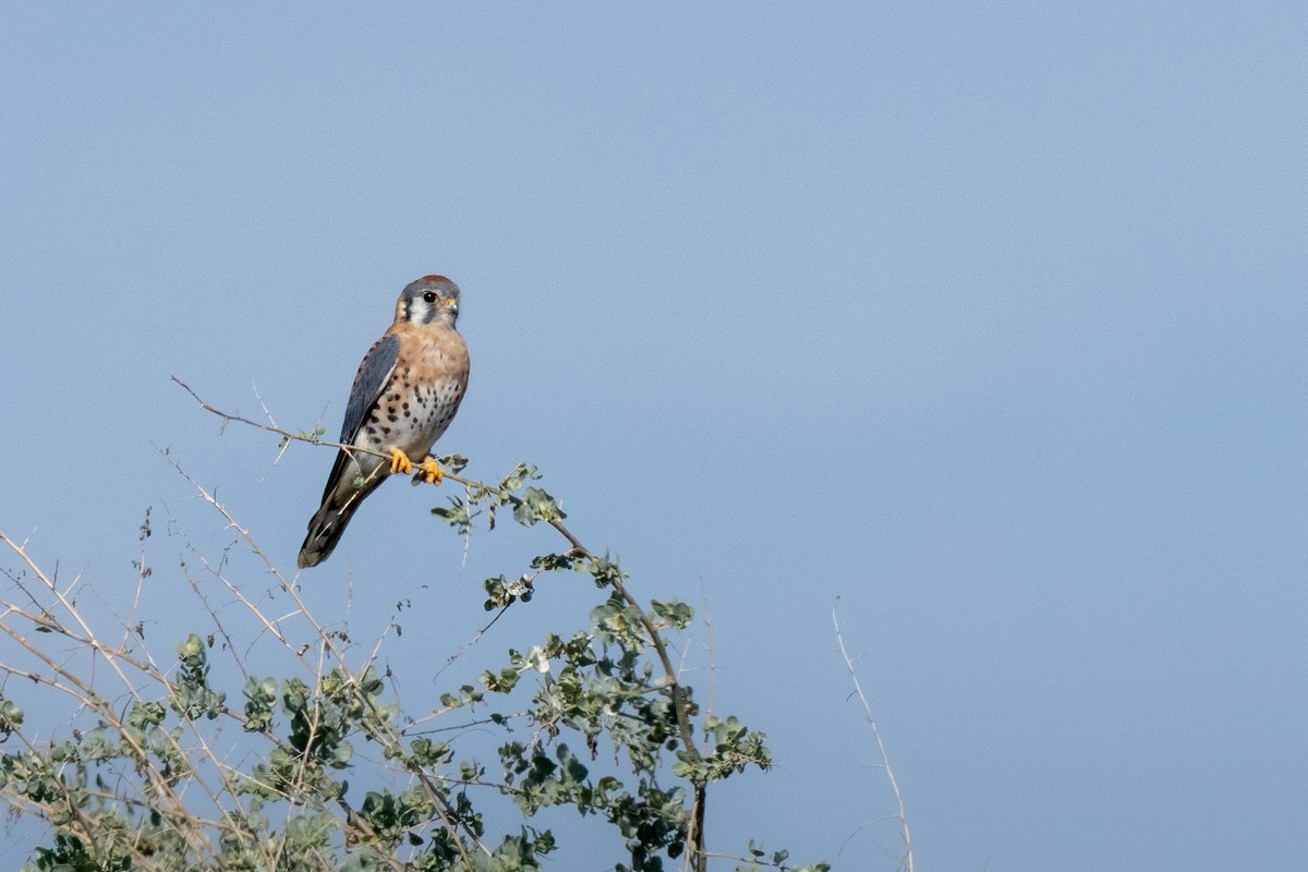 American Kestrel - ML646219119