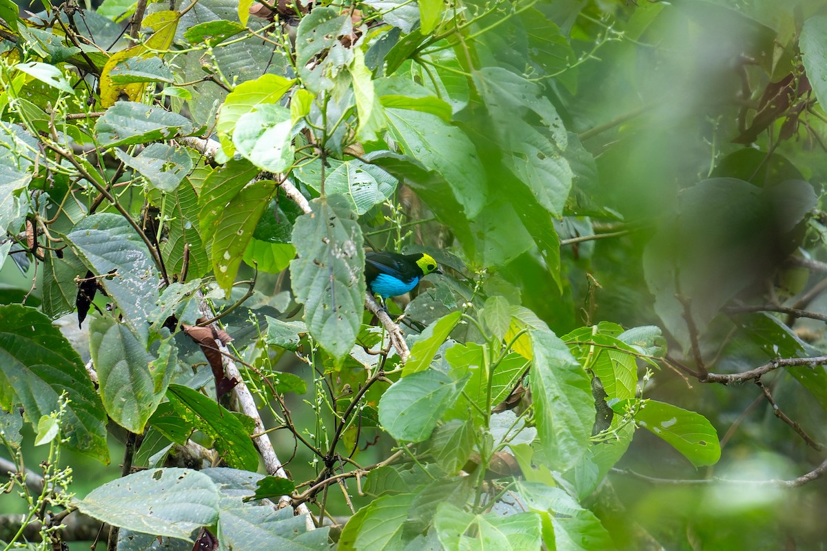 Paradise Tanager - ML646219120