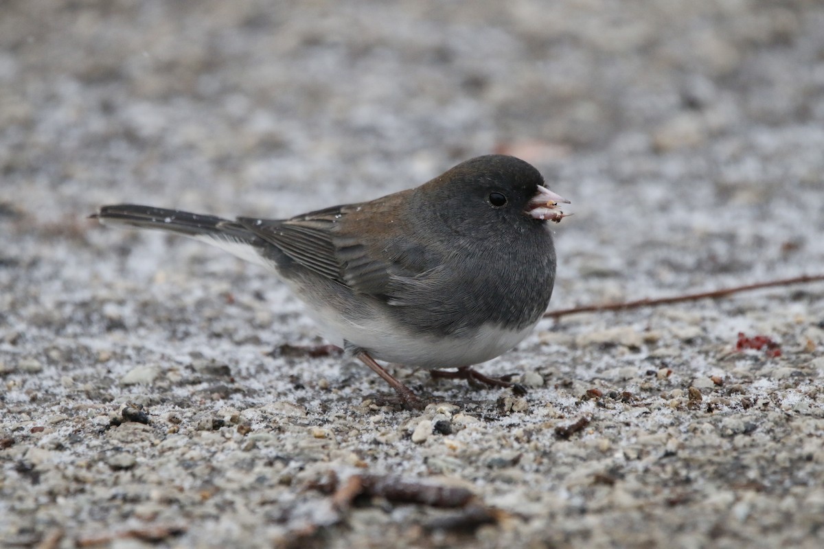 Dark-eyed Junco - ML646219121