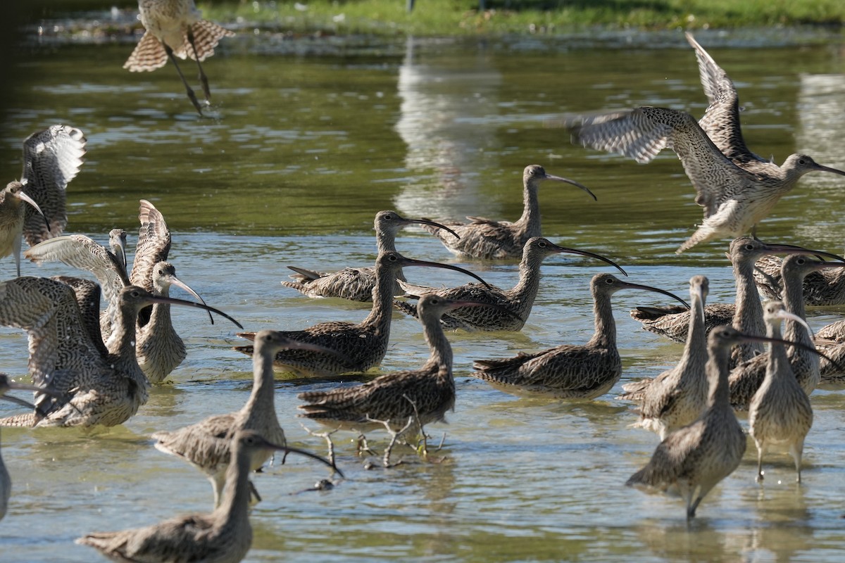 黦鷸 - ML646219122