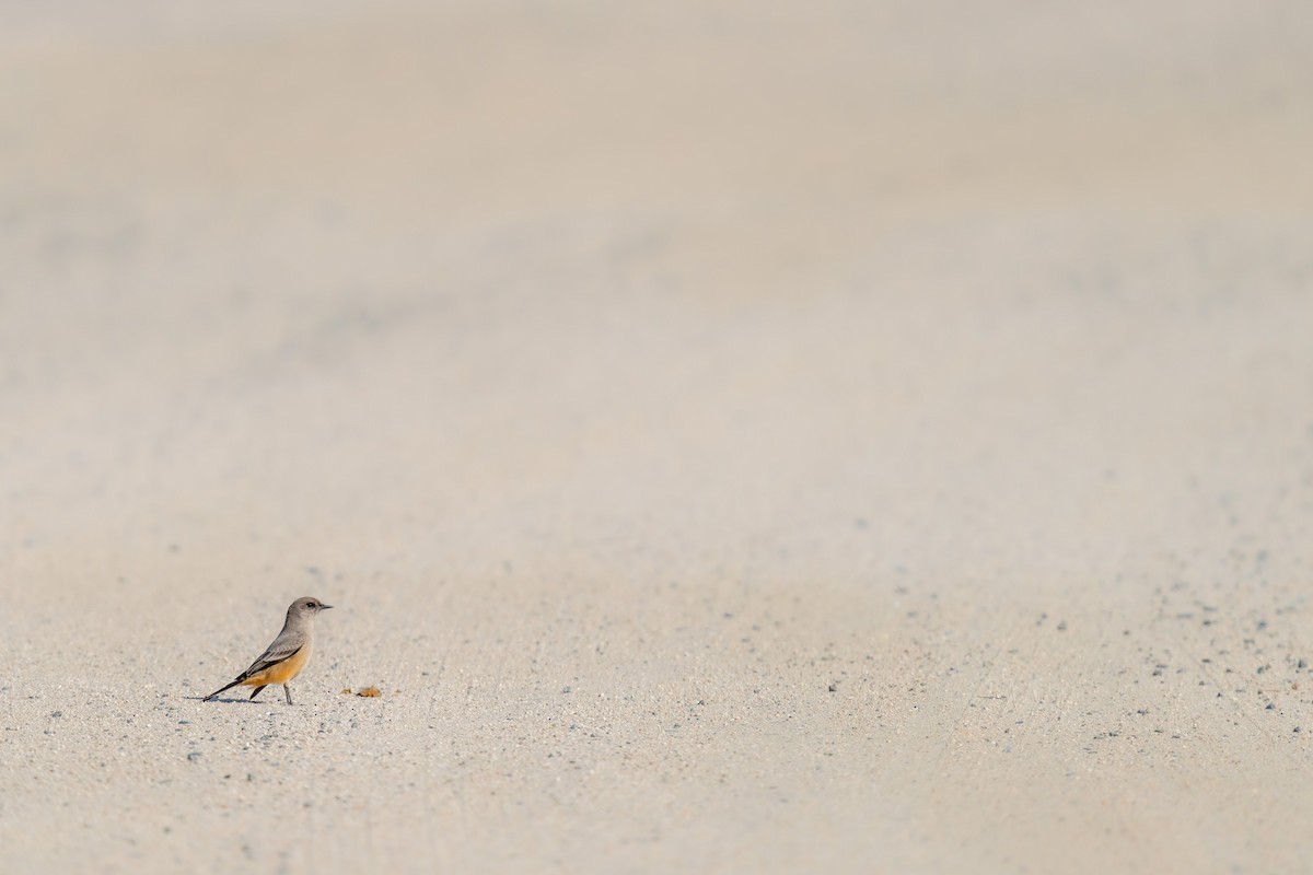 Say's Phoebe - ML646219124