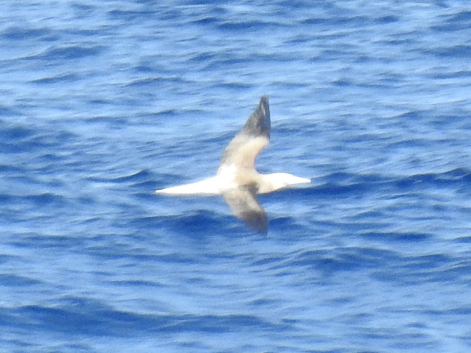 紅腳鰹鳥 - ML646219125