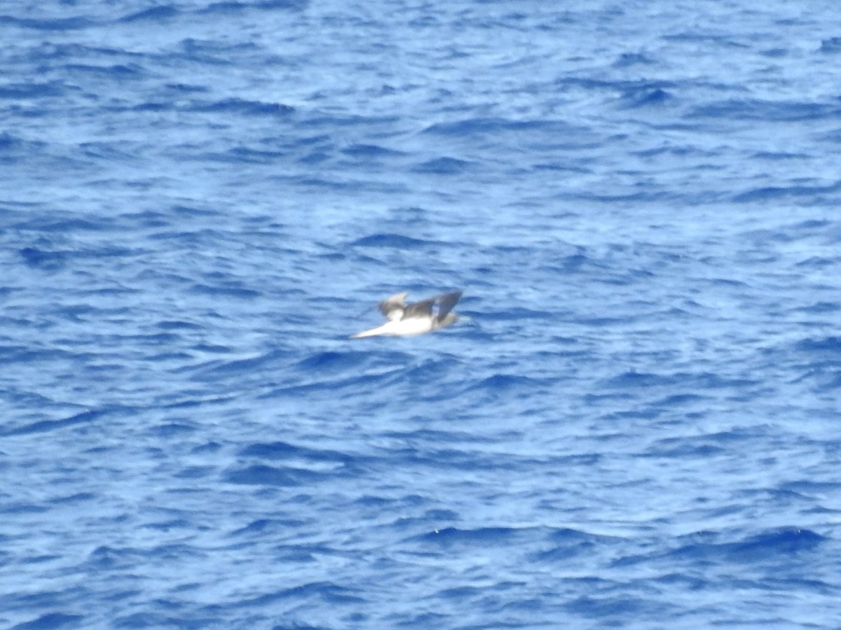 紅腳鰹鳥 - ML646219126