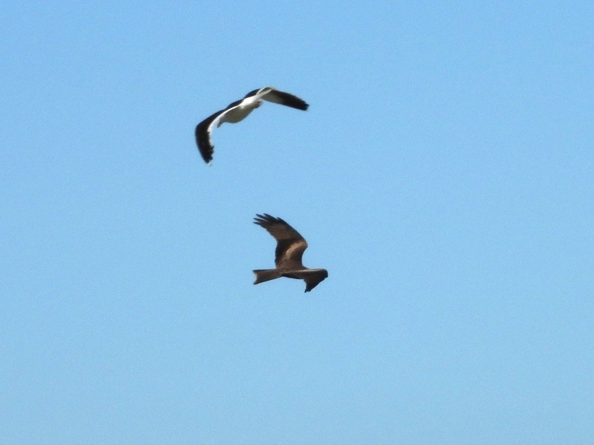 黑鳶(aegyptius/parasitus) - ML646219128