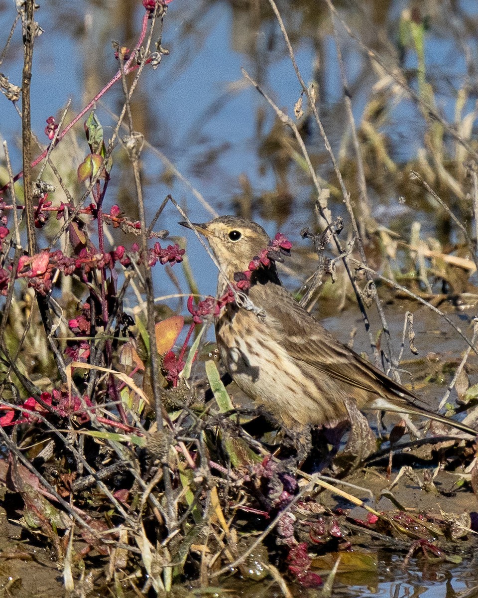American Pipit - ML646219130
