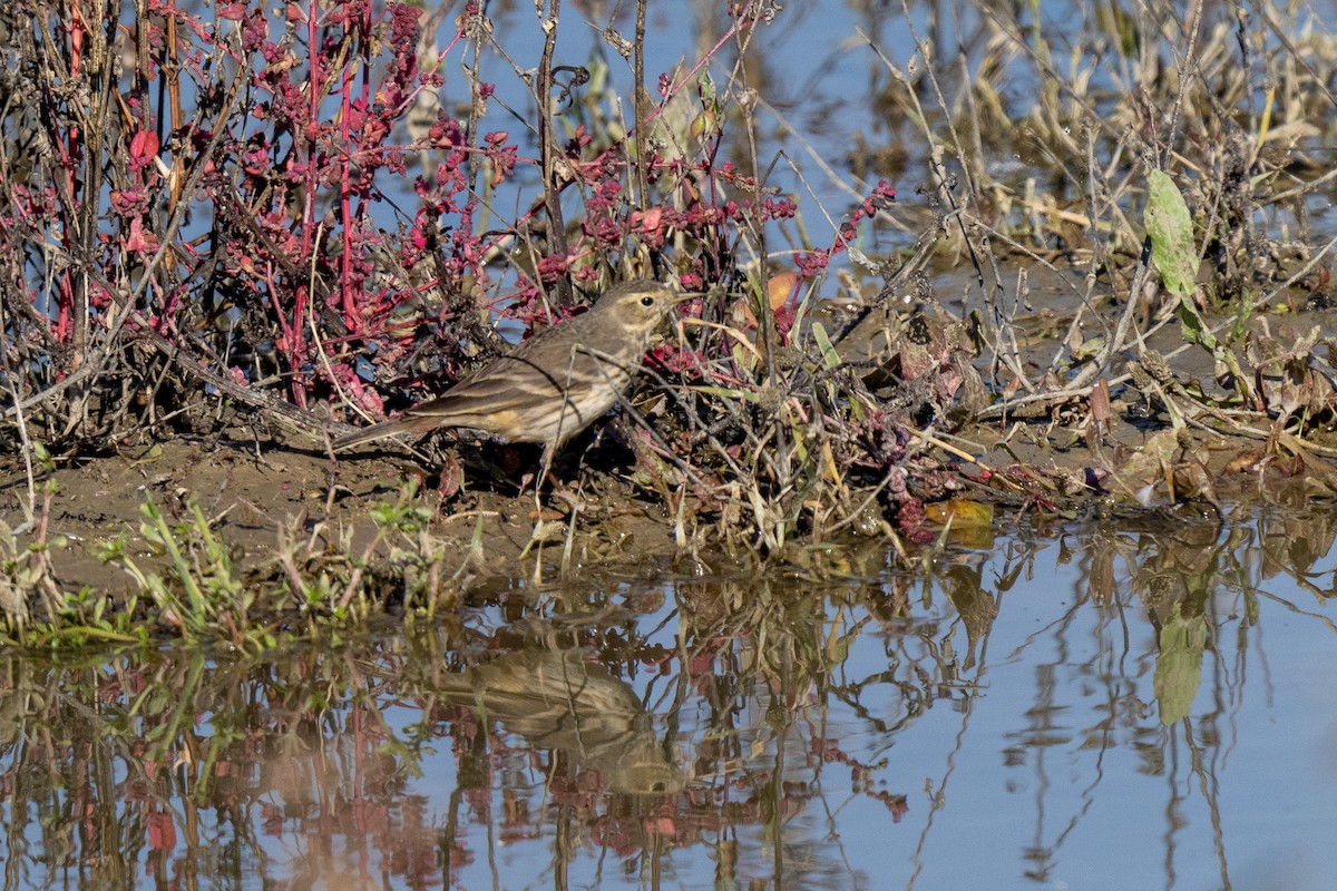 American Pipit - ML646219131