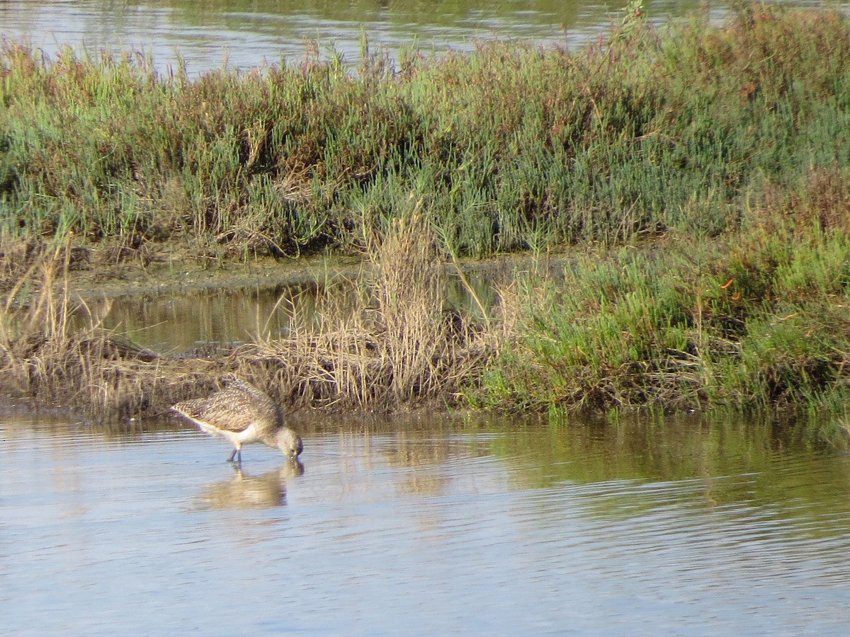 Long-billed Curlew - ML646219133