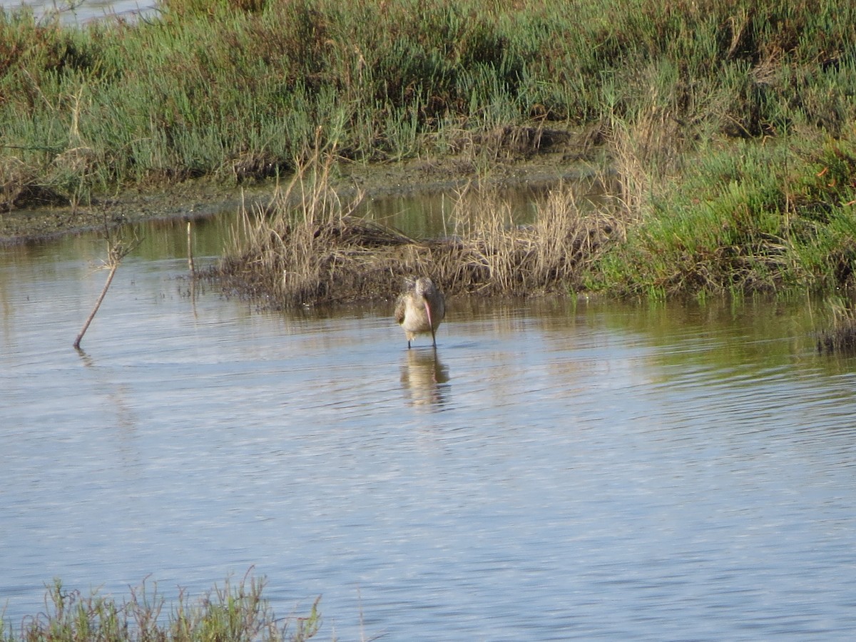 Long-billed Curlew - ML646219134