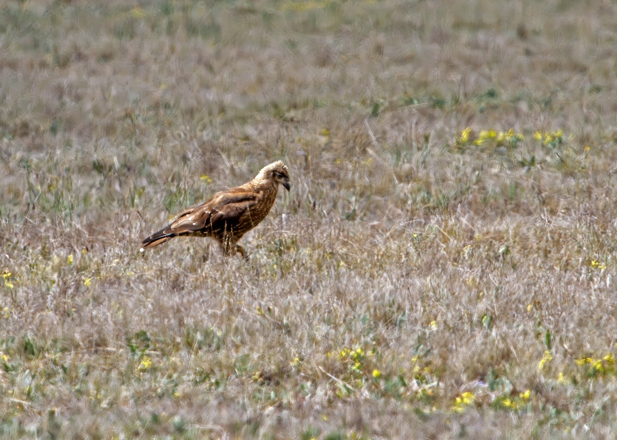 Carunculated Caracara - ML646219135