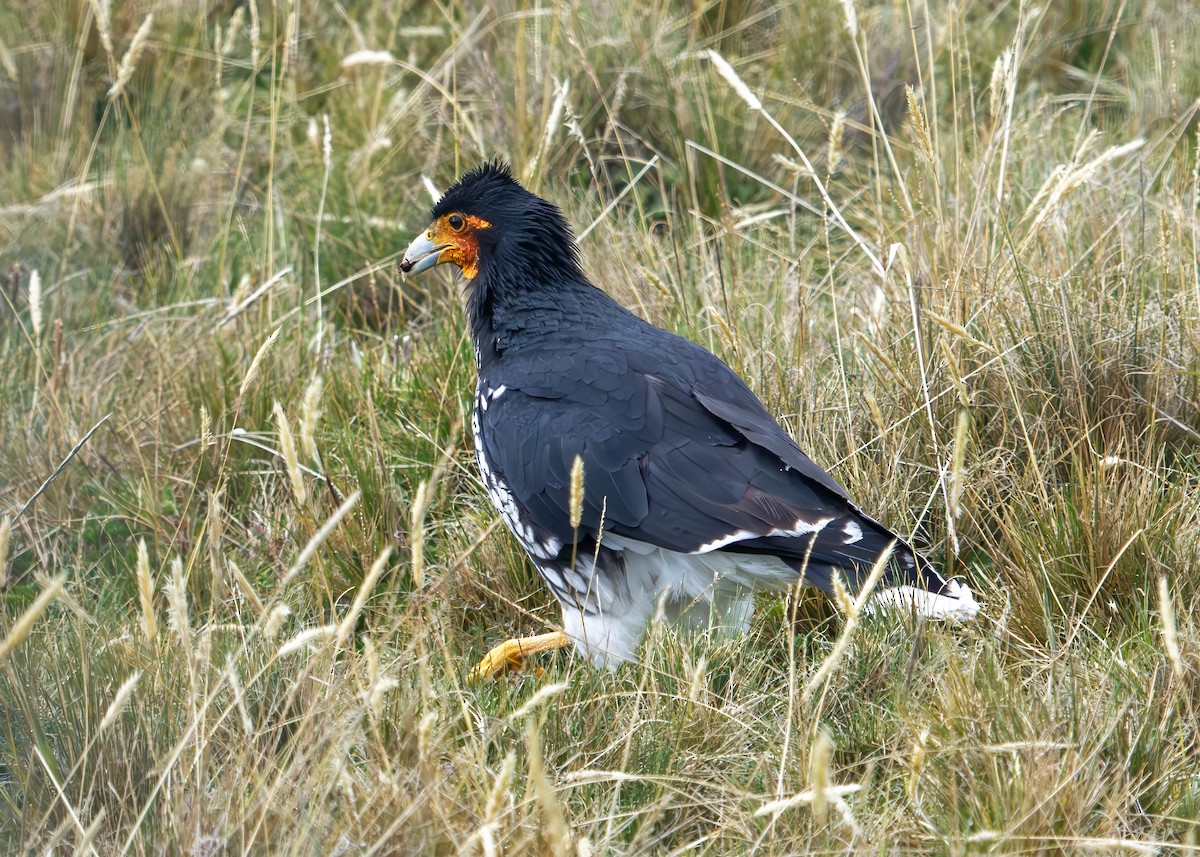 Carunculated Caracara - ML646219136