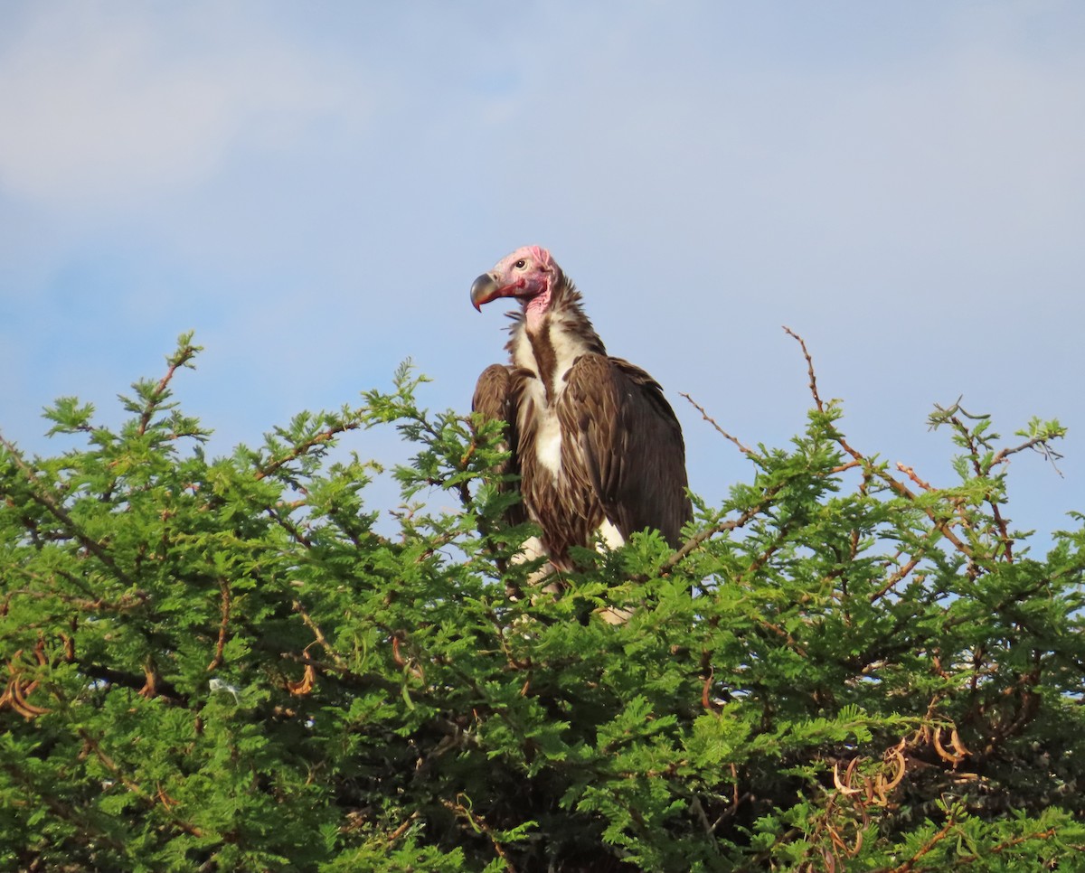 Lappet-faced Vulture - ML646219137