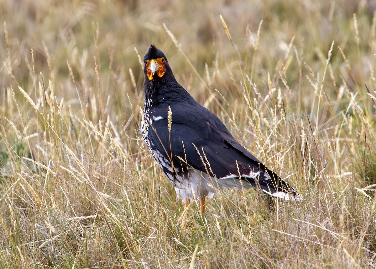 Carunculated Caracara - ML646219138