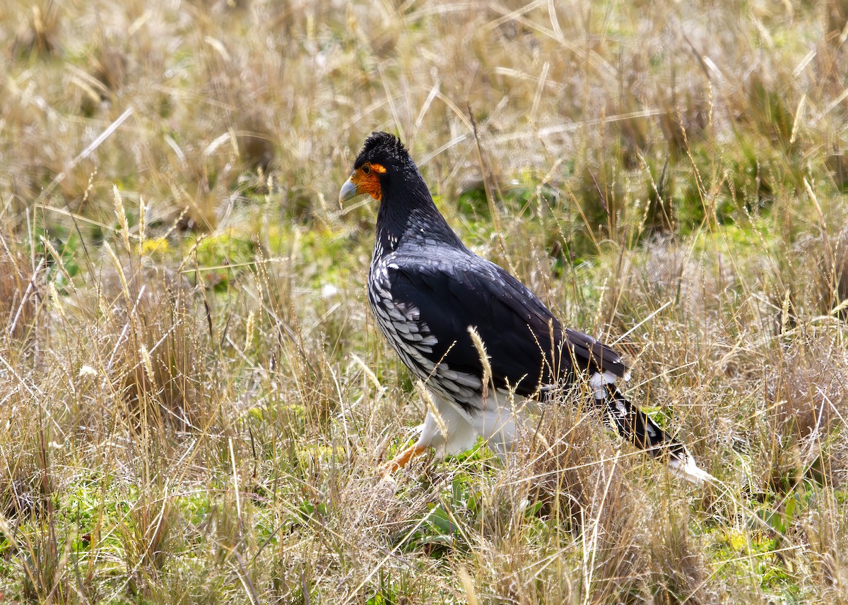 Carunculated Caracara - ML646219139