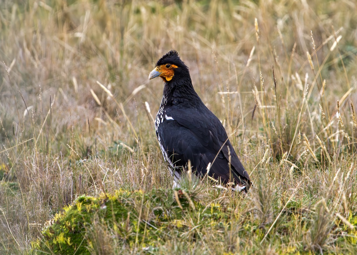 Carunculated Caracara - ML646219140