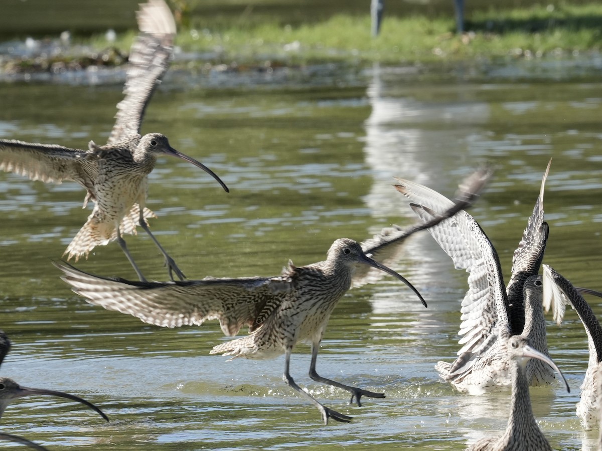 Far Eastern Curlew - ML646219147