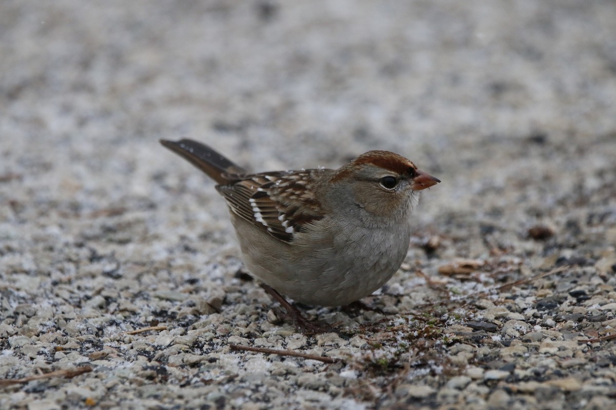 White-crowned Sparrow - ML646219149