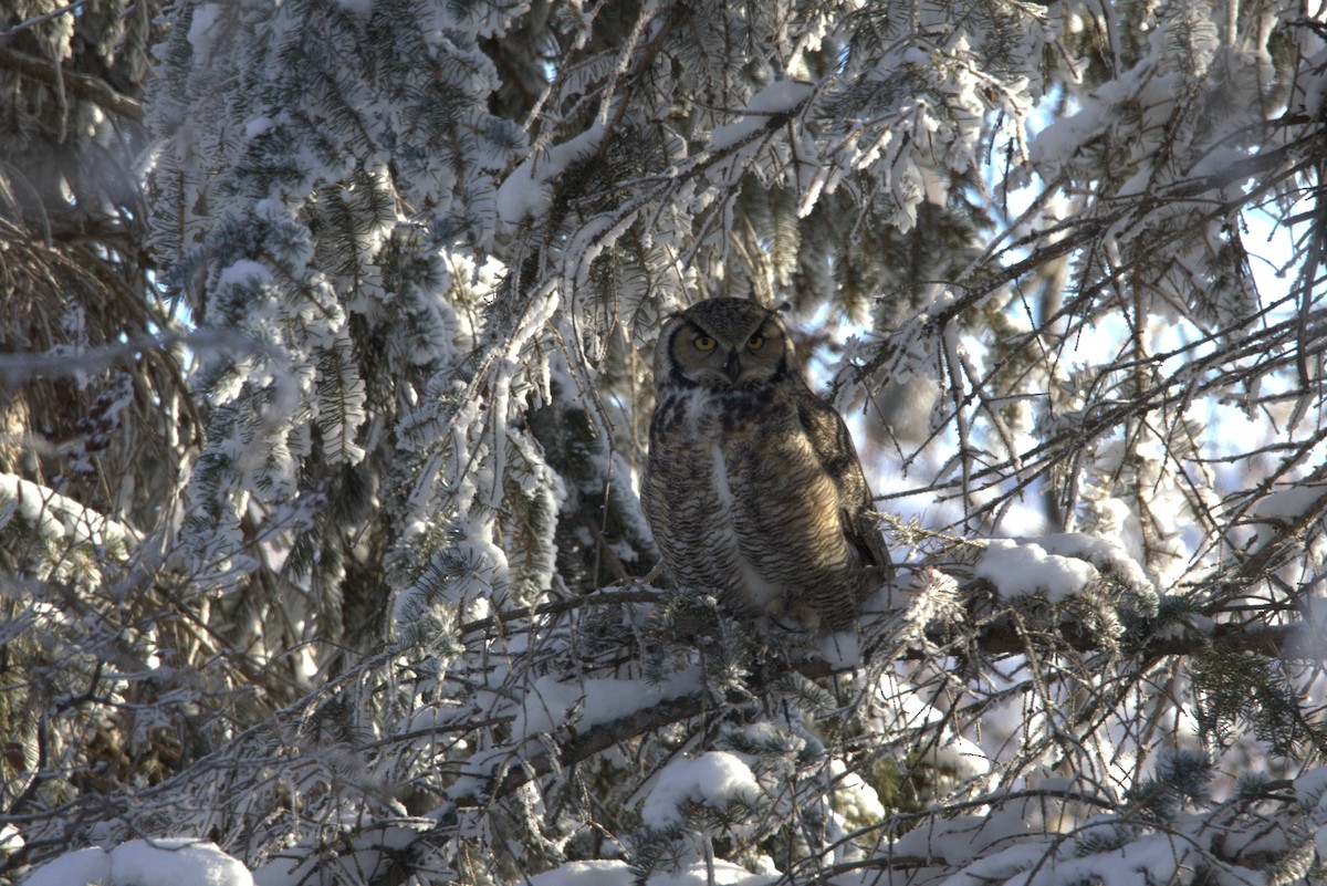 Great Horned Owl - ML646219151