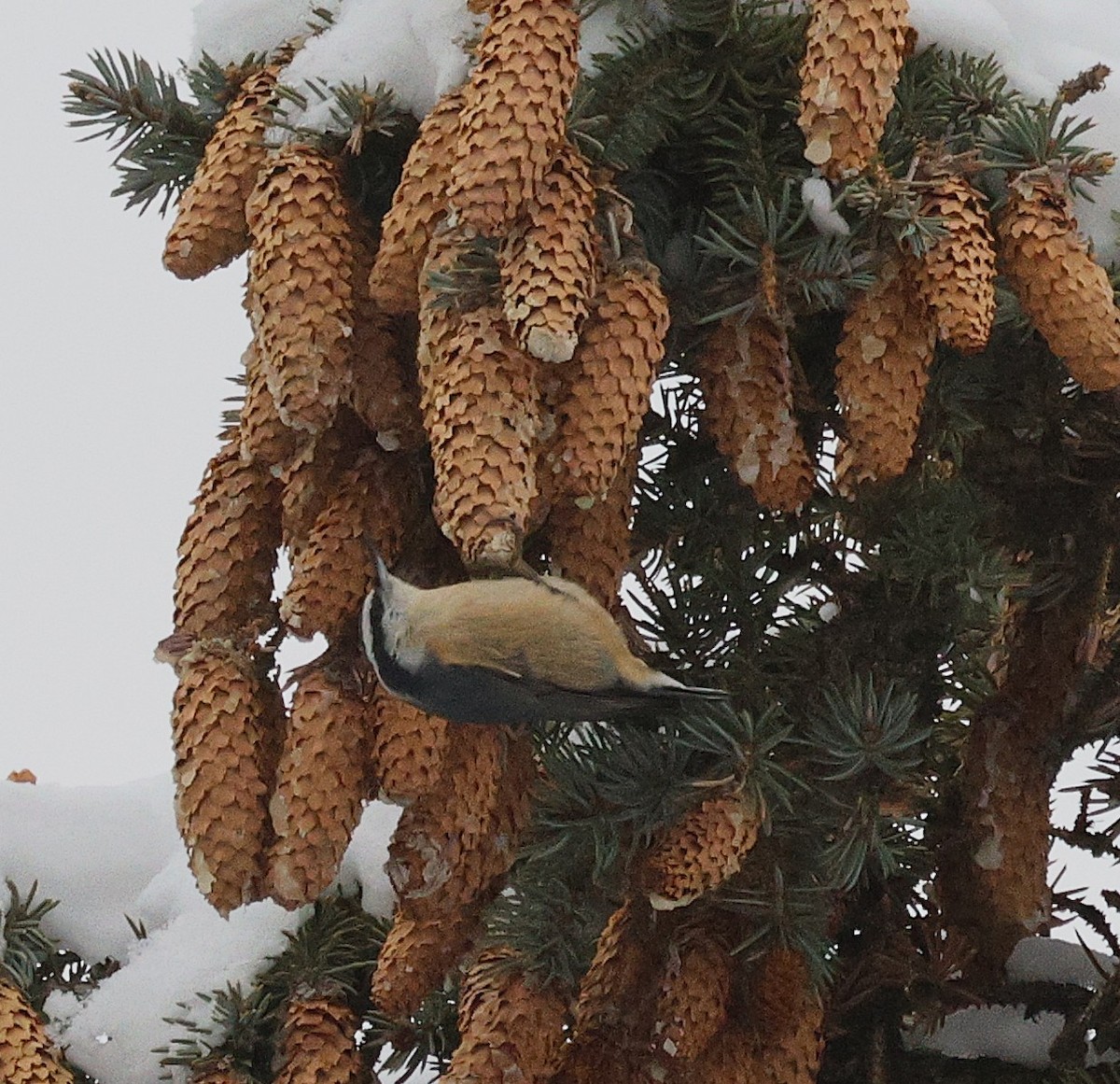 Red-breasted Nuthatch - ML646219153