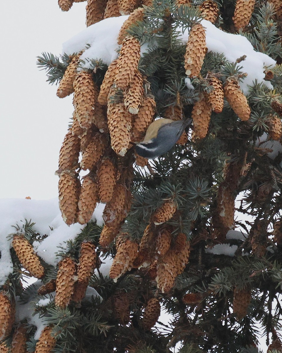 Red-breasted Nuthatch - ML646219154