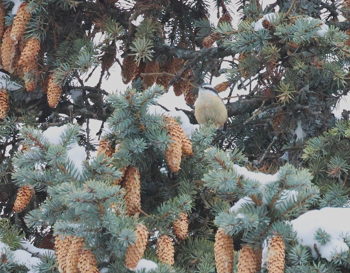 Red-breasted Nuthatch - ML646219155