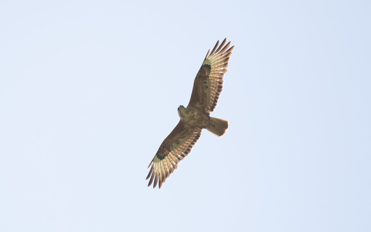 Common Buzzard (Steppe) - ML646219156