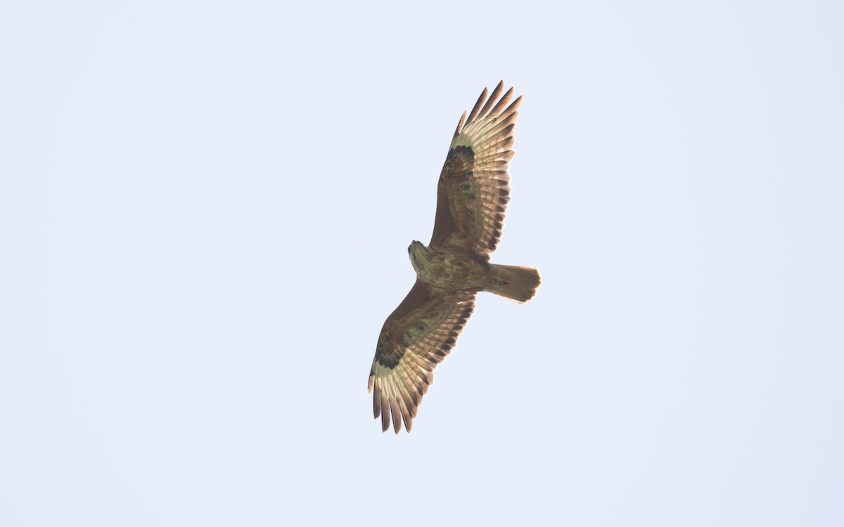 Common Buzzard (Steppe) - ML646219157