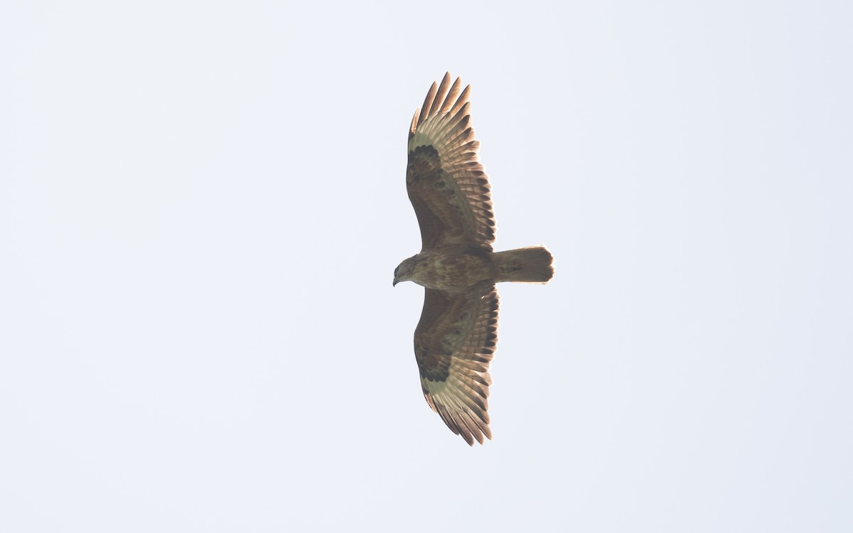 Common Buzzard (Steppe) - ML646219158
