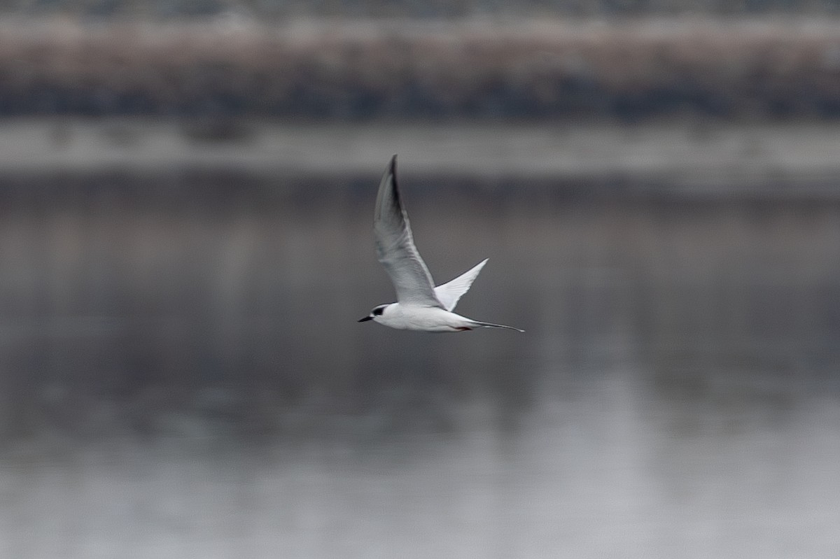 Forster's Tern - ML646219160