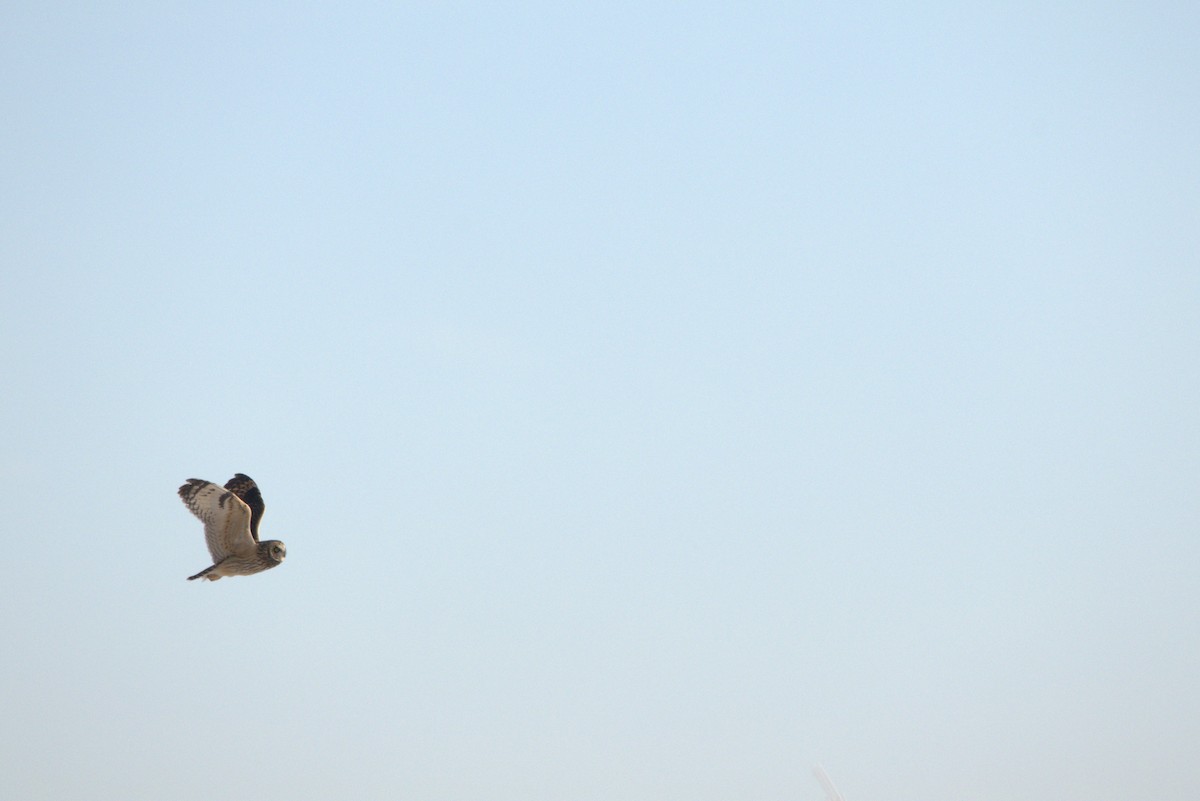 Short-eared Owl - ML646219161