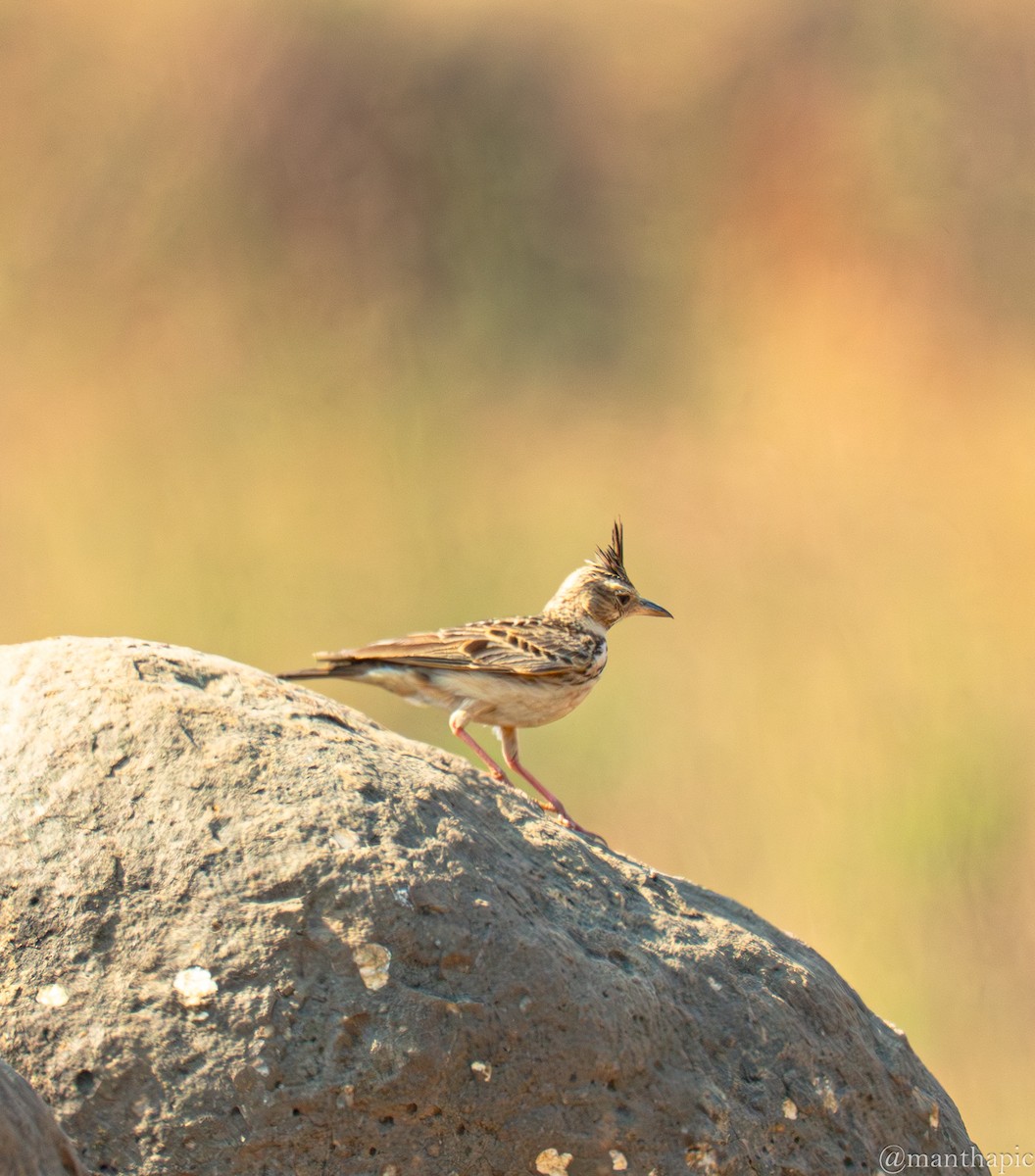 Malabar Lark - ML646219162