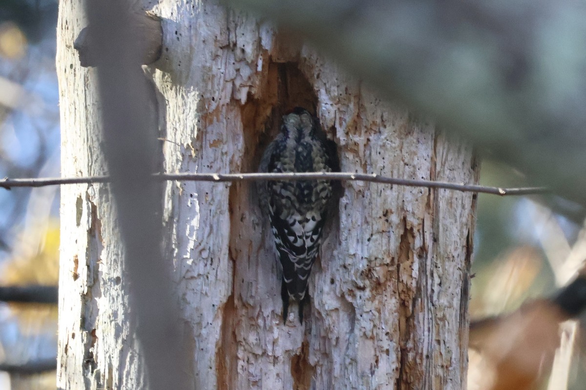 Yellow-bellied Sapsucker - ML646219164