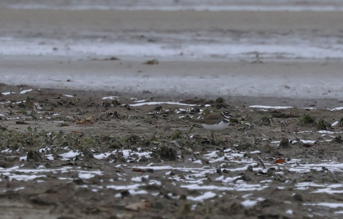 Killdeer - ML646219180