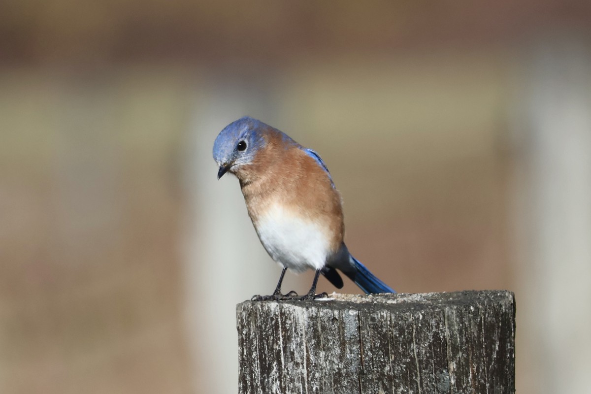 Блакитник східний - ML646219187