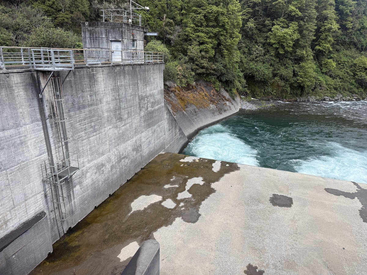 Blue Duck - ML646219248