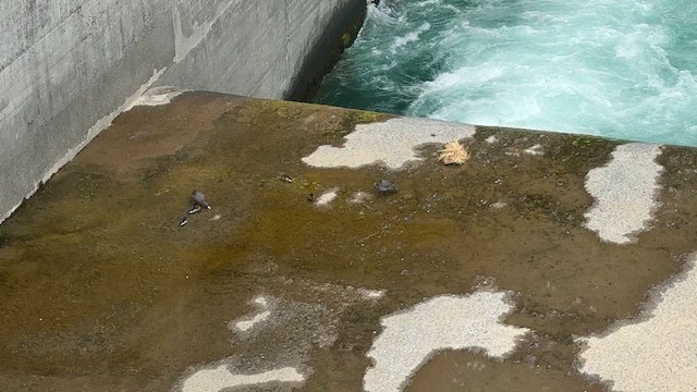 Blue Duck - ML646219257